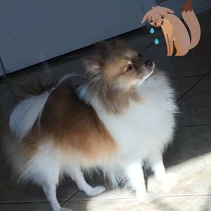 Meet your Posher, Perla